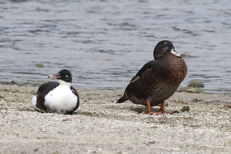 Anas platyrhynchos X Cairina moschatus: Bild 2