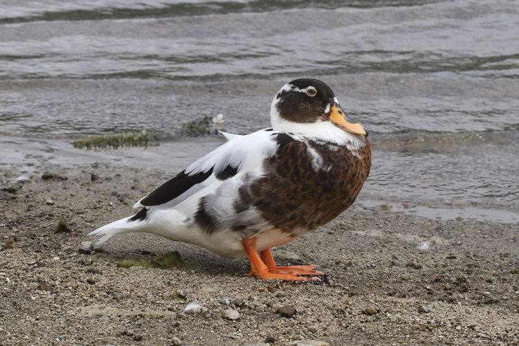 Anas platyrhynchos X Cairina moschatus: Bild 3