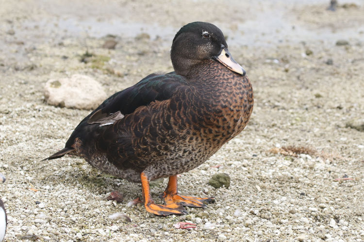 Anas platyrhynchos X Cairina moschatus: Bild 4