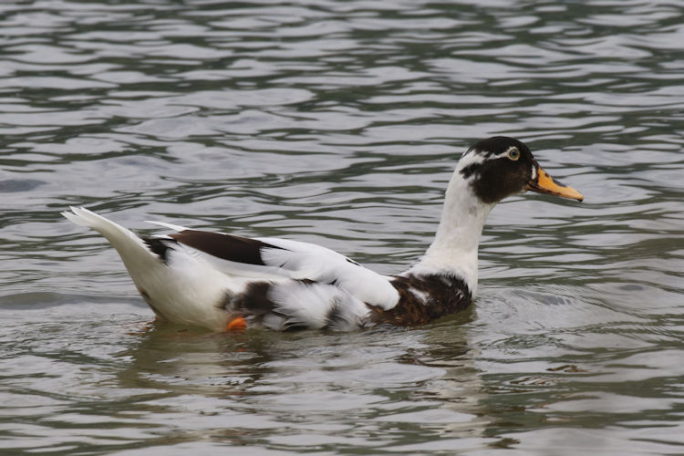 Anas platyrhynchos X Cairina moschatus: Bild 5