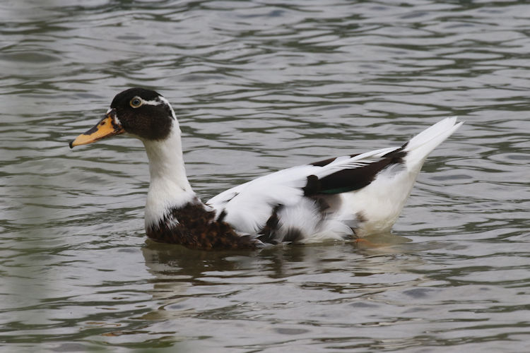 Anas platyrhynchos X Cairina moschatus: Bild 6