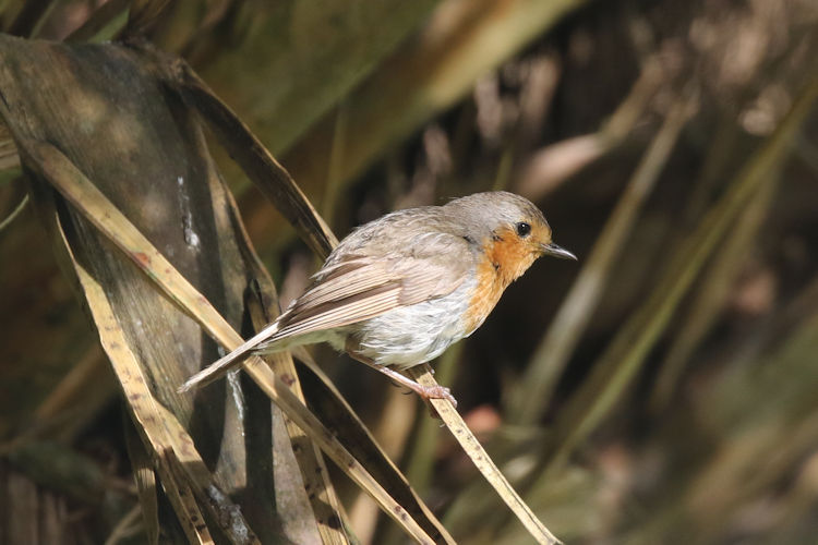 Erithacus rubecula: Bild 1