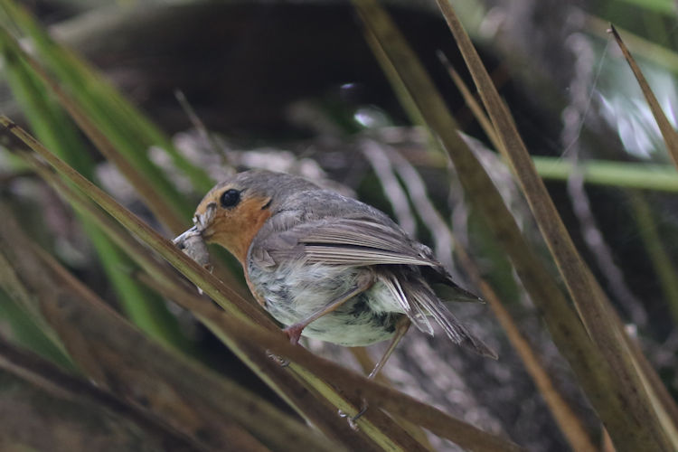 Erithacus rubecula: Bild 2