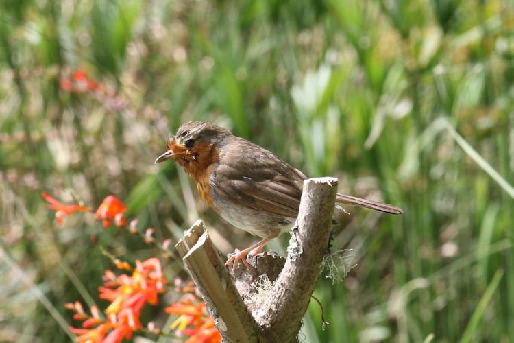 Erithacus rubecula: Bild 3