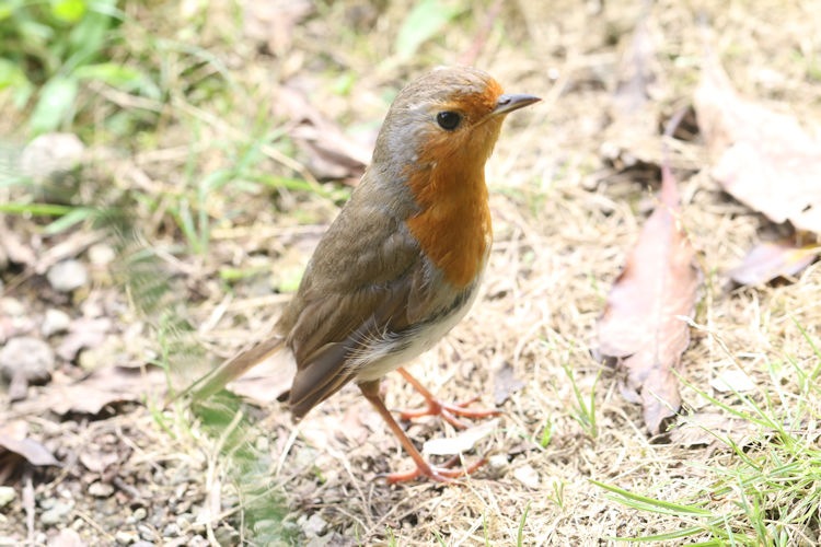 Erithacus rubecula: Bild 4