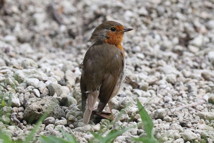 Erithacus rubecula: Bild 5