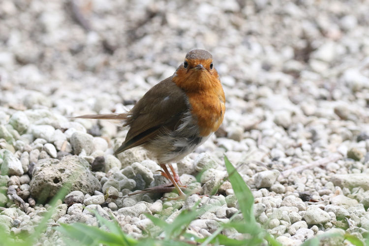 Erithacus rubecula: Bild 6