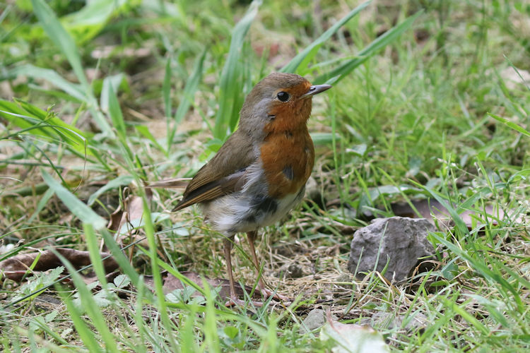 Erithacus rubecula: Bild 7