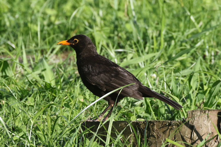 Turdus merula azorensis: Bild 2