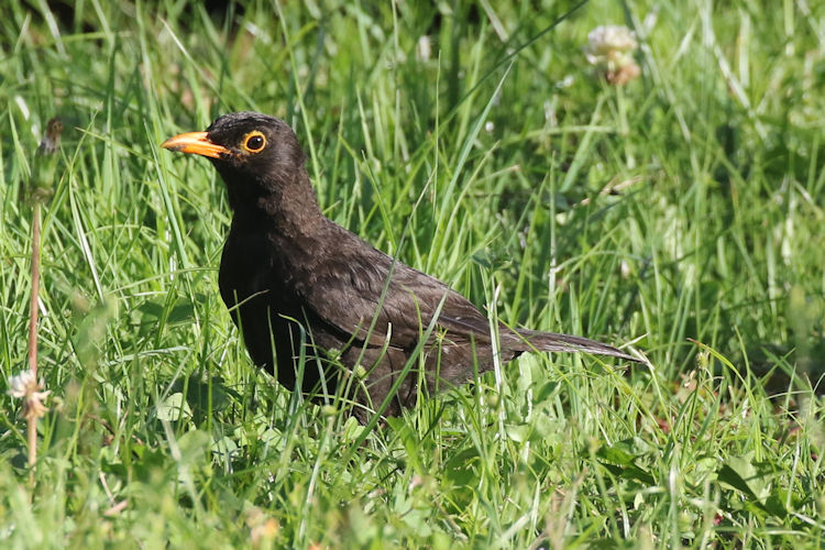 Turdus merula azorensis: Bild 3