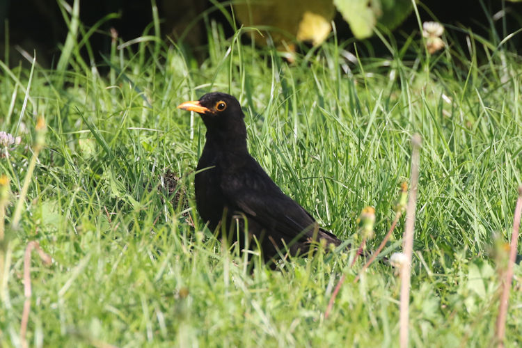 Turdus merula azorensis: Bild 4