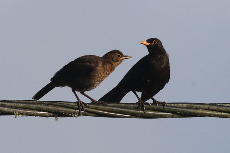 Turdus merula azorensis: Bild 1