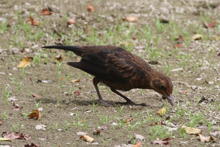 Turdus merula azorensis: Bild 5