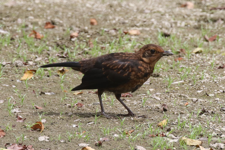 Turdus merula azorensis: Bild 6