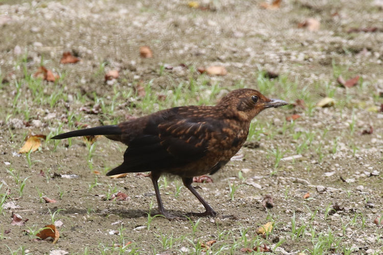 Turdus merula azorensis: Bild 7