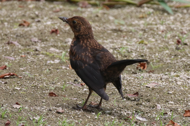 Turdus merula azorensis: Bild 8