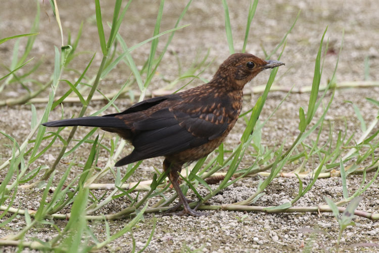 Turdus merula azorensis: Bild 9