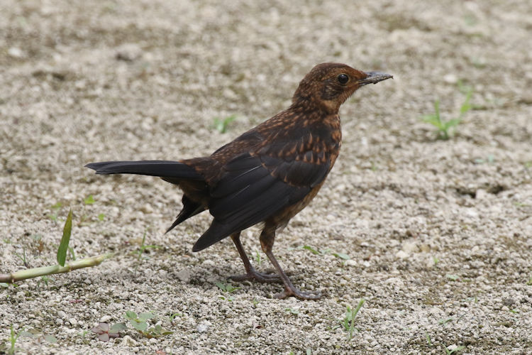 Turdus merula azorensis: Bild 10