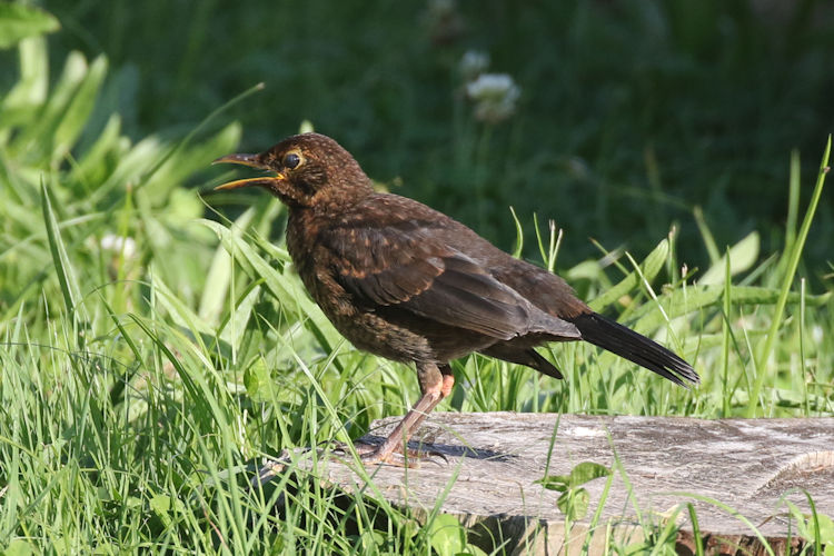 Turdus merula azorensis: Bild 11