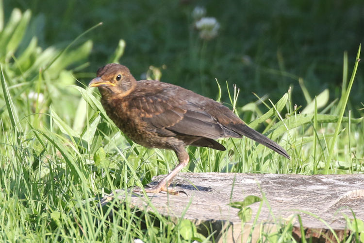 Turdus merula azorensis: Bild 12