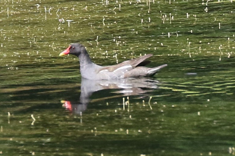 Gallinula chloropus: Bild 1