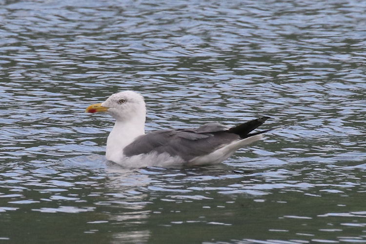 Larus michahellis atlantis: Bild 1