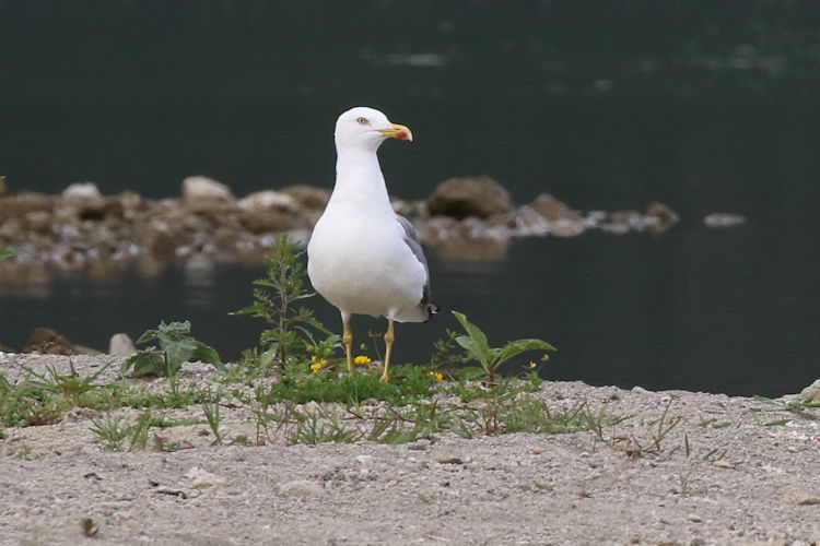 Larus michahellis atlantis: Bild 2