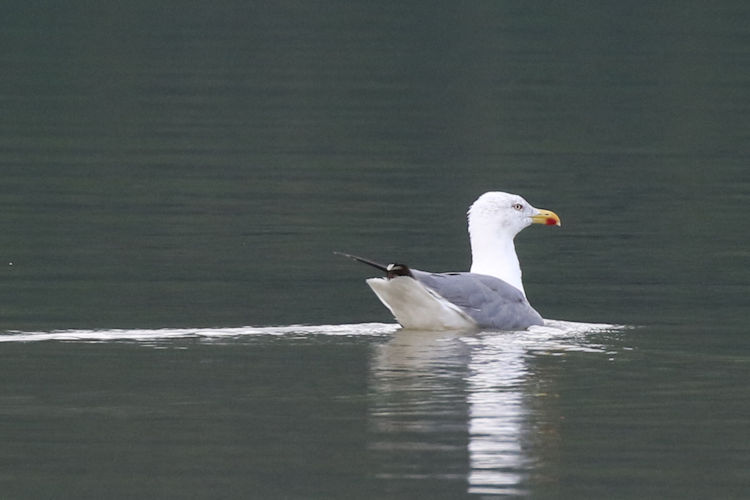 Larus michahellis atlantis: Bild 3