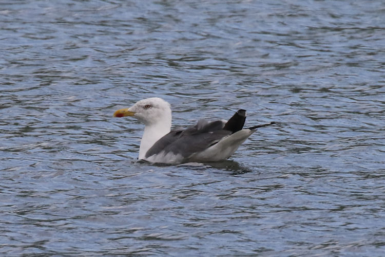 Larus michahellis atlantis: Bild 4