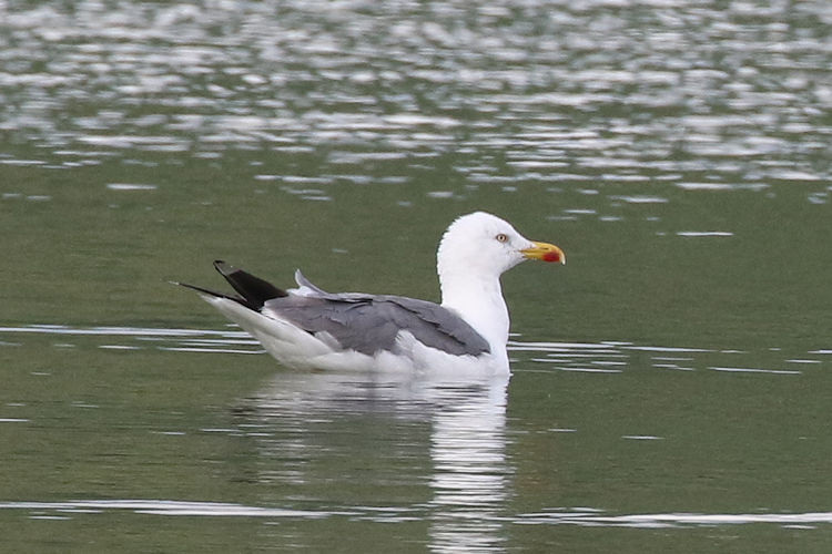 Larus michahellis atlantis: Bild 5