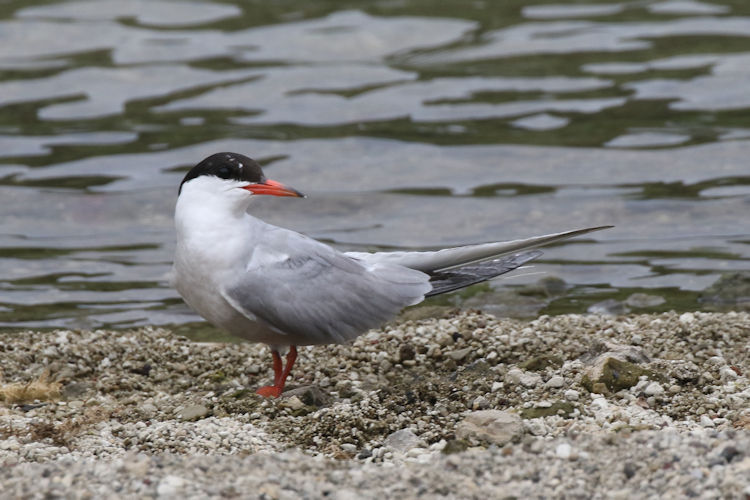 Sterna hirundo: Bild 1