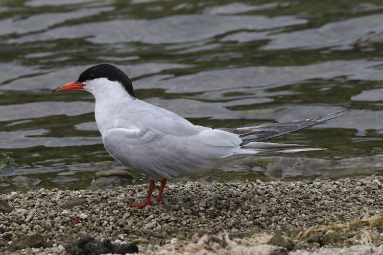 Sterna hirundo: Bild 2