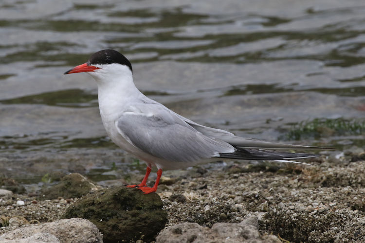 Sterna hirundo: Bild 3