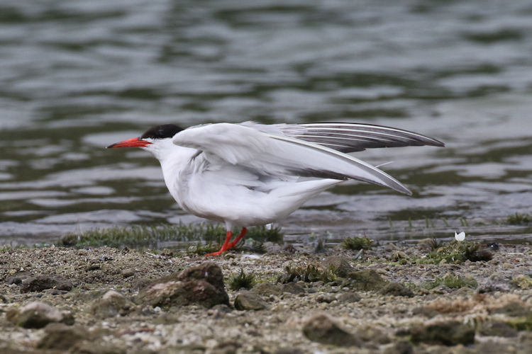 Sterna hirundo: Bild 4