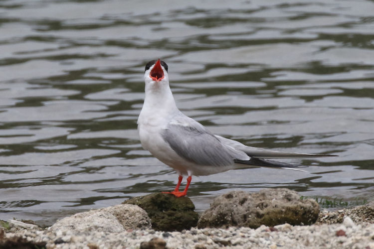 Sterna hirundo: Bild 5