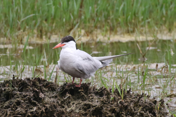 Sterna hirundo: Bild 6