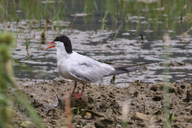 Sterna hirundo: Bild 7