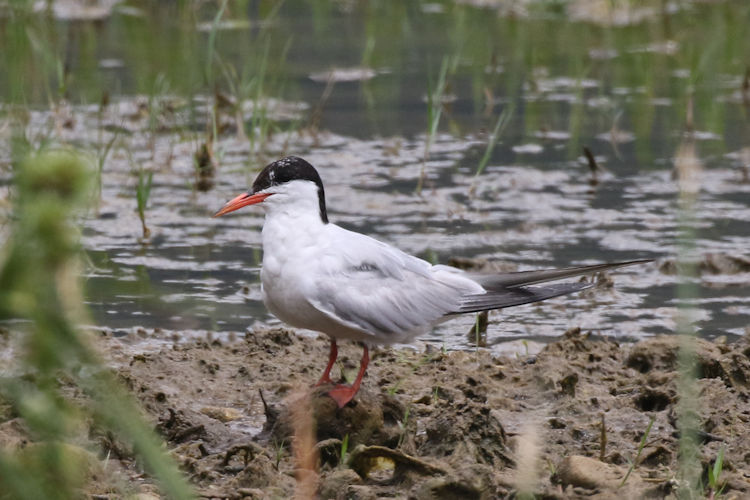 Sterna hirundo: Bild 8