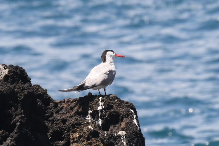 Sterna hirundo: Bild 9