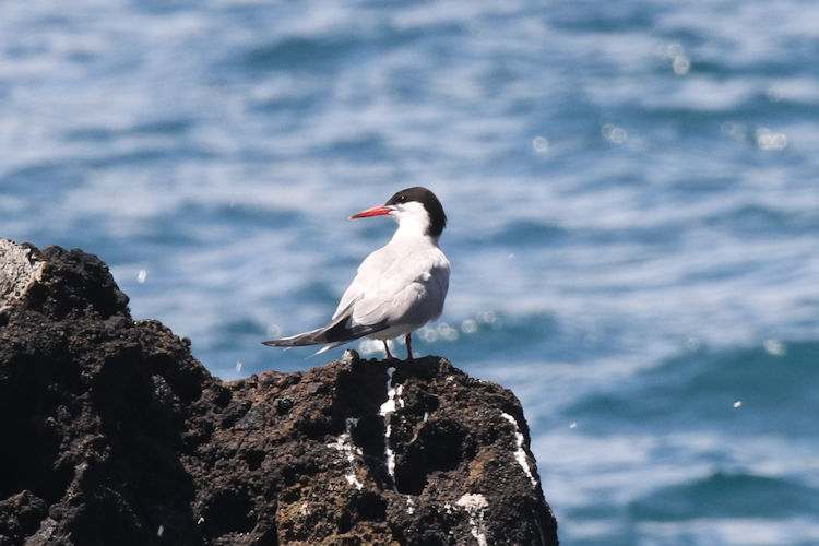 Sterna hirundo: Bild 10