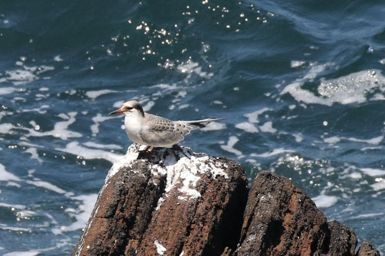 Sterna hirundo: Bild 11