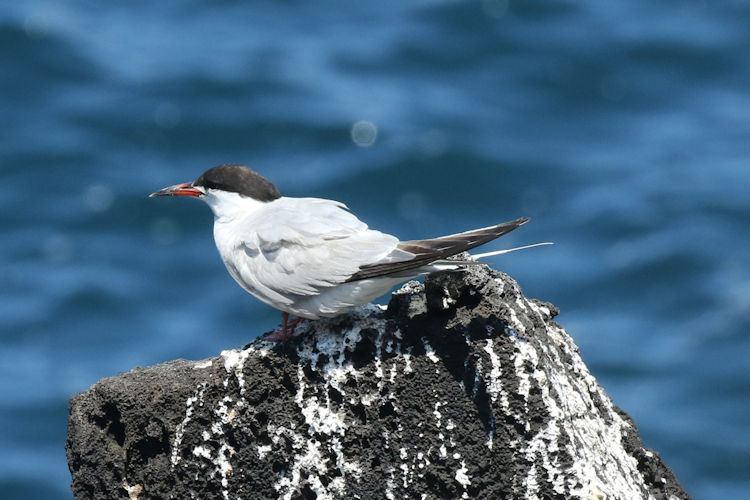 Sterna hirundo: Bild 12