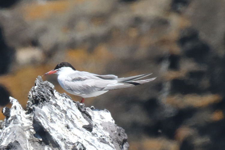 Sterna hirundo: Bild 13