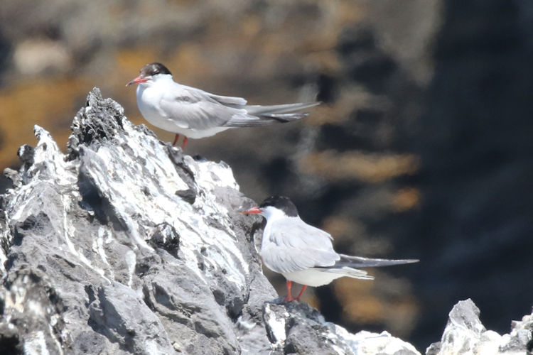 Sterna hirundo: Bild 14