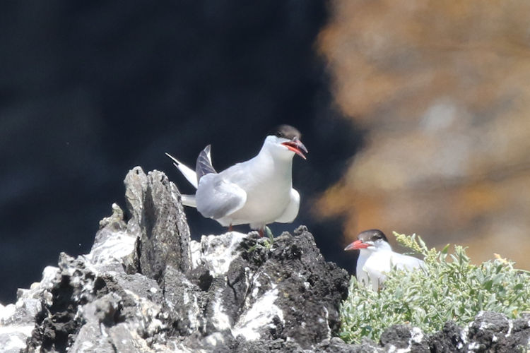 Sterna hirundo: Bild 15