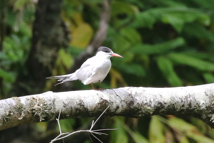 Sterna hirundo: Bild 16