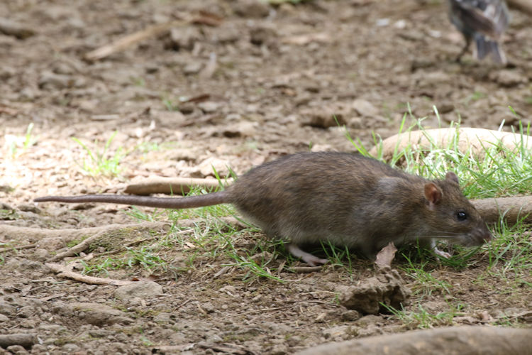 Rattus norvegicus: Bild 1