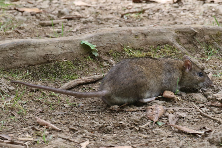 Rattus norvegicus: Bild 2