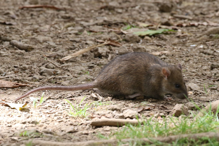 Rattus norvegicus: Bild 3