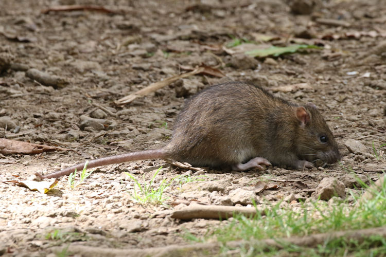 Rattus norvegicus: Bild 4